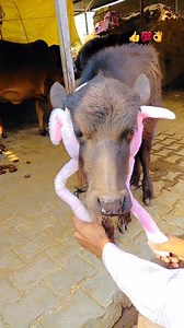 47K views · 2.6K reactions | Comment '1' for Link  . . #fashion #mensfashion #earmuffs #winter #treding | SK Cine Talks | Facebook