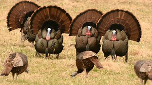 Wild turkeys are tough old birds. Here's why you should hunt and cook them