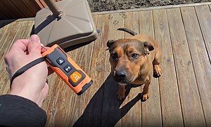 Watch Things to know about Ultrasonic Dog Training/Barking Device on Amazon Live