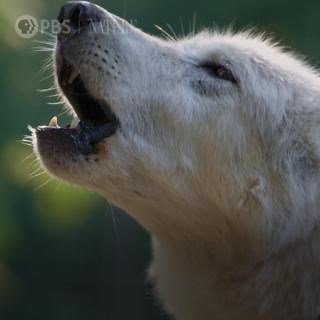 Meet the many species that make up the canids, the family of wild dogs. "Dogs in the Wild: Meet the Family" premieres Wednesday, February 8 at 8/7c on PBS. [VID: One family, 37 different faces. The canids. Wolves, foxes, jackals, and dogs. They are supreme survivors and the most successful carnivores on the planet. This is the ultimate look at dogs in the wild.] | Nature | PBS