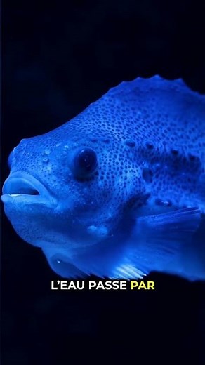 Comment les POISSONS respirent sous l’eau ?! 🐟