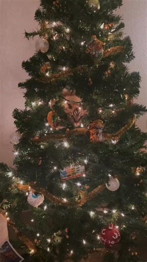 #Cat