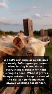 In ancient times naturalists marveled at the goat's unique rectangular pupils that provided a nearly complete panoramic view. Goats could see almost everything around them with a field of view reaching up to 340 degrees, a trait essential for spotting predators. When grazing, their eyes rotated to keep the view level, an adaptation that minimized image blur and improved visibility in low light. This evolutionary advantage, shared by other grazing animals such as sheep and horses, has long ensure
