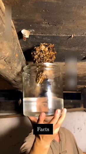 facts#explorepage #explore #feature #reels #facts #fact #viral #fact #facts__980 #facts #explore #exolorepage #featured #feature #FactOfTheDay #DidYouKnow #AmazingFacts #FactFriday #FactCheck #InterestingFacts #FunFacts #Factoid #KnowledgeIsPower #factsmatter💯 | Fact Verse