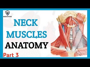DEEP MUSCLES OF THE NECK || ORIGIN, INSERTION AND ACTION || NECK MUSCLES PART 3