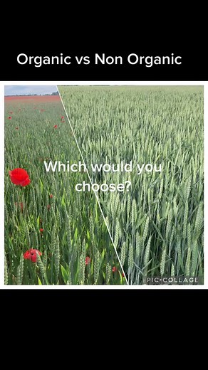 #farmersoftiktok #farmlife #organicfarming #organicfarming #farmers #farm #organic #organicfood #nature #regenerativeagriculture #wheat #poppies