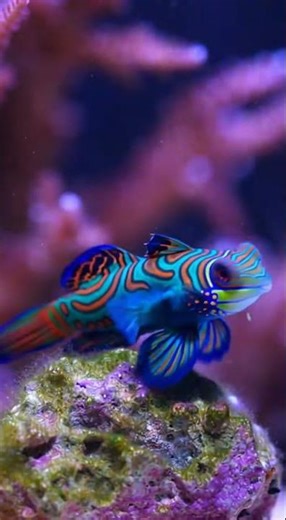 Mandarin Goby Close-Up 🐠 | One of the Most Beautiful Fish on Eart