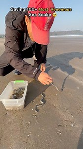 Every life matters: Saved 100 most venomous sea snakes 🥹 #sea #ocean #trend #animals | Nomadbogati