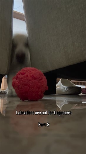 Cody | Labradors are not for beginners - Part 2 POV: Nothing survives their teeth 😭🐾 #LabradorLife #DogParents #notforbeginners | Instagram