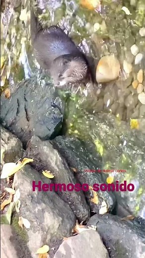 Nutria gritando. Sonido de nutria. Otter sounds