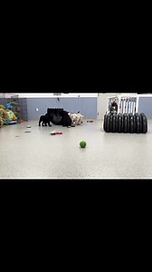 Here’s the story I was talking about on my Facebook live today. NEADS World Class Service Dogs is looking for helpers! If you decide to be a ‘Puppy Raiser’ I’d love to hear from you! | Tiffany Murphy