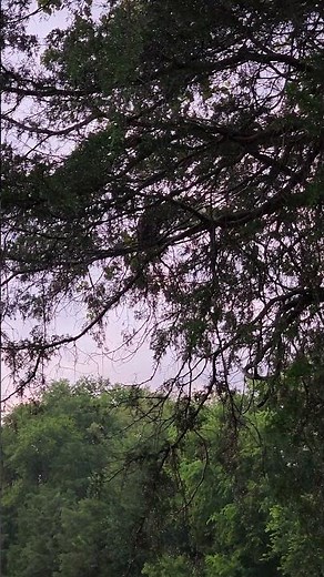 Great Horned Owl Screeching