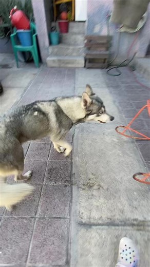 Videos de 🌳vale vigevani 🌳 (@valentina.saucedo68) con “original sound - TYLA”