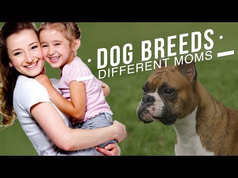 DIFFERENT DOG BREEDS FOR DIFFERENT MOMS