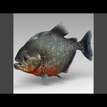 Piranha