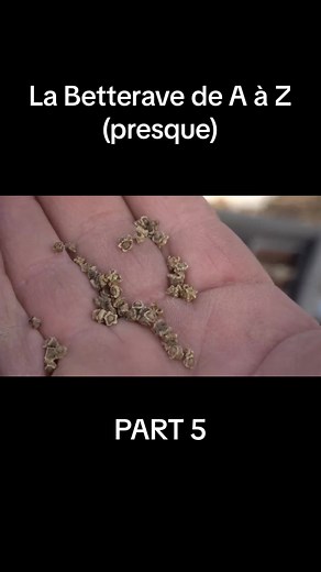 La Betterave de A à Z (presque) - PART 5 #permaculture #autonomie #jardinage #bette #damien #poirée #dekarz #potager #betterave #blette