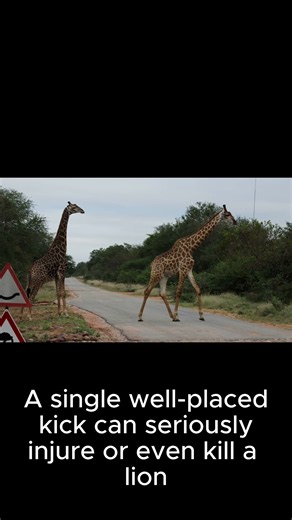 Did you know that a giraffe's kick is powerful enough to kill a lion? 🦒 #animalfacts #didyouknow