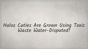 Halos Cuties Are Grown Using Toxic Waste Water-Disputed!