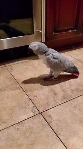 Merlin my African Grey Parrot Head Bopping to Drake🤣 | Marlene Mc'Cohen