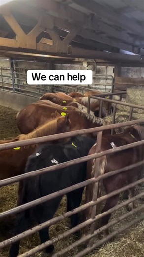 URGENT PLEASE READ: There are dangerously cold temperatures and wind chills on the way. Inside a slaughter holding facility, a group of draft babies are waiting on a Mexican slaughter truck. While they are eight months old or younger, they are the largest breed of horse — like a Great Dane or mastiff in dogs — and are taller and heavier compared to a regular sized horse. They are bred to pull heavy things like farm machinery or logging equipment. They are also commonly sold into the slaughter in