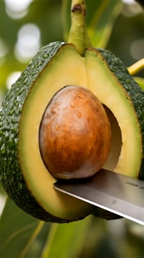 “Cutting Fresh Avocado | Ultra Satisfying ASMR Cutting Sounds | Creamy Avocado ASMR 🥑🔪” #asmr #fruit