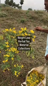 Weight Loss Herbal Tea ☕ Aavaram Poo Material Collection s #Wellness #weightloss #wealth | Health and Beauty Secret