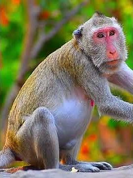 Sweet Mommy & Baby Monkey Moments, AW #babymonkeys #babyprimates #animals