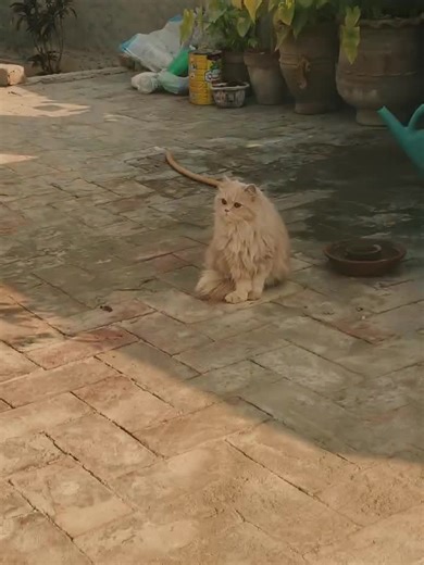 TS ON TOP (@ts.on.top_21)’s videos with original sound - Hassan🫆