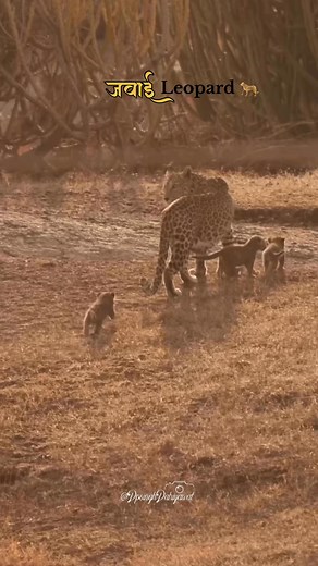 241K views · 7K reactions | Jawai leopard #explore #explorepage #trending #trendingreels #trend #wildlife #wildlifephotography #naturphotography #nature #natural #travel #travelphotography #travlbllogger #traveling #adventure #viral #viralreels #post #video #reels #reelsinstagram #view #jawai #jawaidam #jawaibandh #Ahmedabad #rajasthan #Gujarat #safariwithvipul #jawai_bera_panther_safari | आपणो जवाई बाँध | Facebook