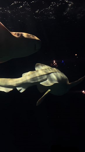 Enchanting Bedroom Lamp: Journey to the Moon