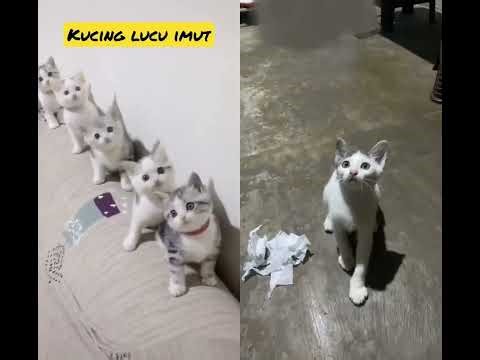 #funny #cute #cat