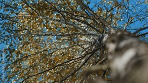 Birch slowly flutters in the wind many birch leaves swirling, fluttering in the wind on a tree
