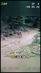 The lynx the wild slayer | Wild Animals