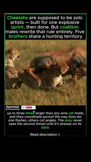 Five Cheetahs Hunting Like a Lion Pride #viral #wildlife #animals #hunting #fighting #animalshorts