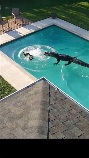 Security Cam Captures the Most Unexpected Pool Guests Ever!🔥