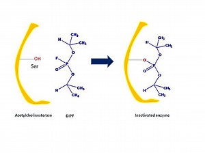 Enzyme Inhibitors: Irreversible Inhibitors and Questions for GPAT, SSC, NEET - Gpatindia: Pharmacy Jobs, Admissions, Scholarships, Conference,Grants, Exam Alerts
