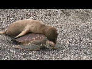 Baby Sea Lion Rides a Turtle in Galápagos!