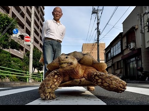 Man Walks Pet Tortoise in Japan