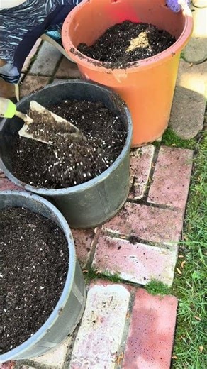 Preparing the Soil for the Seedlings