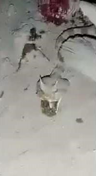 Desert Horned Viper Snake Crying