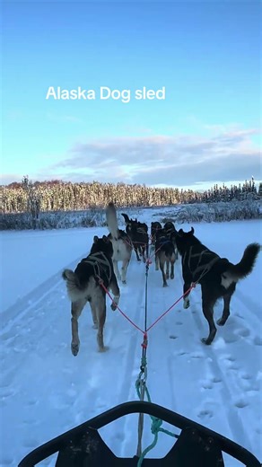 Dog sled 🛷✅Crossed a big one off my bucket list today! Dog sledding in Alaska unforgettable
