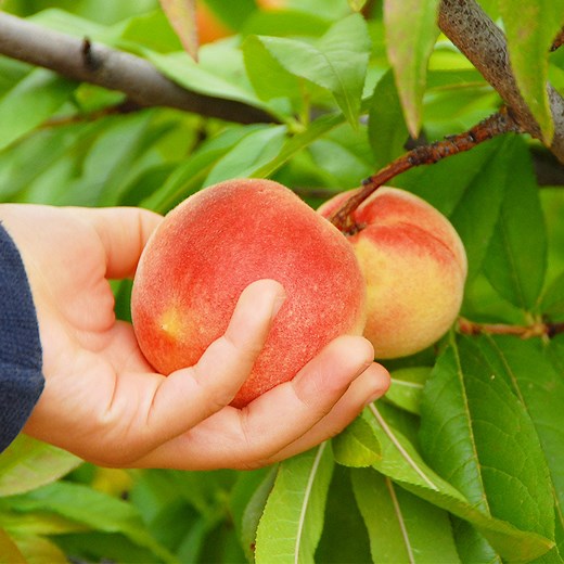 June Gold Peach Tree