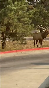 Unbelievable Elk Bugle — Feel the Wild Energy! 🔊