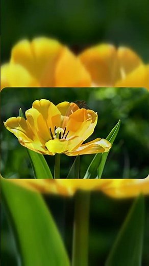 Tulip Blooming in Motion | Mesmerizing Time-Lapse