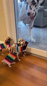 “Funniest Animal Pranks Caught on Camera! 🤣🐾” #entertaininganimals #animals #funny #animaljoke