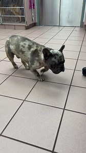 79 reactions · 24 shares | Broken back, turned into the vet and...