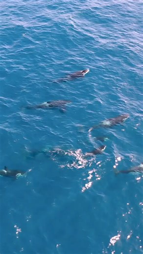 14K views · 661 reactions | Synchronized swimming https://www.instagram.com/aeroture_aus?igsh=MTduaGx2eTZ3Y2w4aA== | Orcas | Facebook