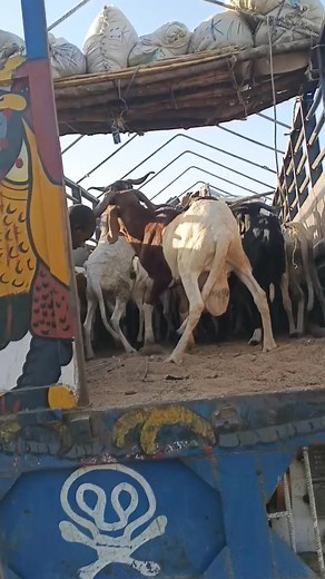 ✅ Loading Day at AAT INTEGRATED FARM! Today’s moment captures the excitement as we carefully load our animals for transport to our valued customers in Ibadan and Lagos 🚚🐏🐐. Every animal has been well-fed, checked, and prepared for a smooth journey to their new homes. We take pride in ensuring safe handling and stress-free movement because at AAT INTEGRATED FARM, quality and animal welfare always come first 💪🐑 #FarmLife #LivestockLovers #GoatFarming #SheepBusiness #RamLovers #FarmToCustomer 