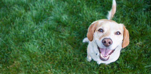 Curious Kids: how can we tell if an animal is happy without a wagging tail?