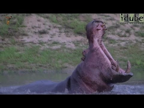 Aggressive Bull Hippo Displaying His Tusks